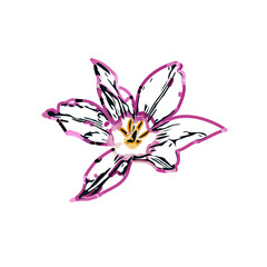 Color sketch of lilies with transparent background