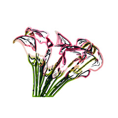 Color sketch of lilies with transparent background