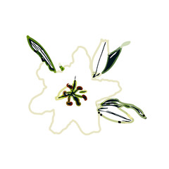 Color sketch of lilies with transparent background