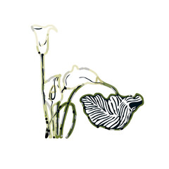 Color sketch of lilies with transparent background