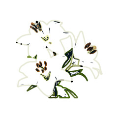 Color sketch of lilies with transparent background