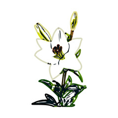 Color sketch of lilies with transparent background