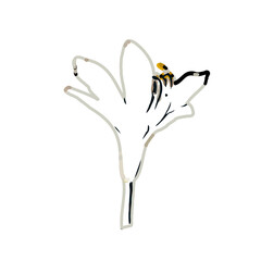 Color sketch of lilies with transparent background