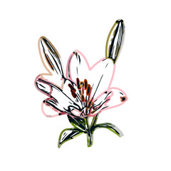 Color sketch of lilies with transparent background