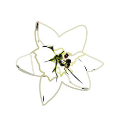 Color sketch of lilies with transparent background
