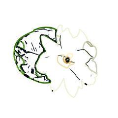 Color sketch of lilies with transparent background