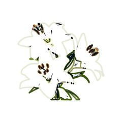 Color sketch of lilies with transparent background