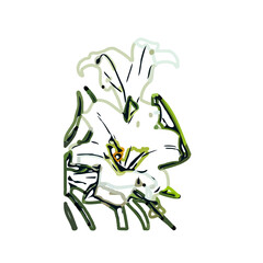 Color sketch of lilies with transparent background