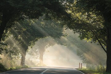 Country road among oak trees on a misty autumn morning - 577310513