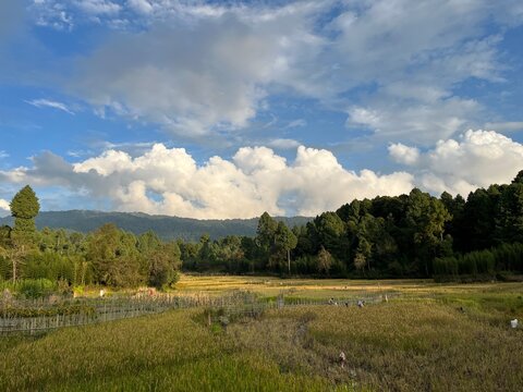 Green dry forest and paddy field landscape. Rice field at Ziro valley Arunachal Pradesh.