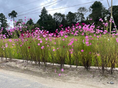Pink Cosmos Flowers in Full Bloom Along a Countryside Road in Arunachal Pradesh