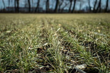 winter wheat field