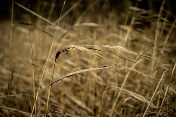 Obraz premium dry grass blows in the wind