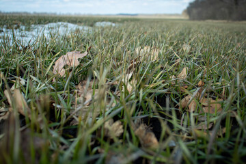 winter wheat with oak leaves on the background of melting snow