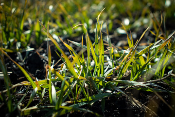 green winter wheat after overwintering