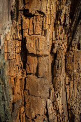 the trunk of an old dry tree damaged by termites