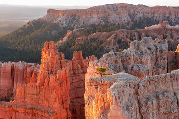 Aerial sunrise view of impressive hoodoo sandstone rock formations in Bryce Canyon National Park, Utah, USA. First morning sun rays touching single tree in natural unique amphitheatre