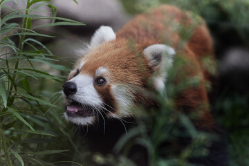 レッサーパンダ