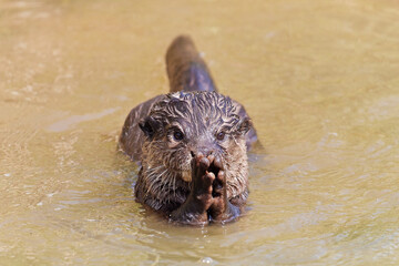 コツメカワウソ