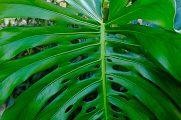 Green leaves of plant Monstera grows in wild climbing tree jungle, rainforest plants evergreen vines bushes.  © Yuliya