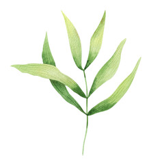 Green leaf. Watercolor illustration drawn by hand. Leafs on branch. Can be used as being an element in the decorative design of invitation, wedding or greeting cards.