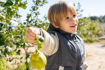 Happy childhood. Caucasian boy helping with farm chores by picking lemons from the tree. Contact with nature, healthy lifestyle.