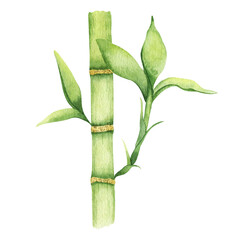 Bamboo stem with leaves . Greenery bamboo. Watercolor illustration, hand-drawn. Isolated on white background.