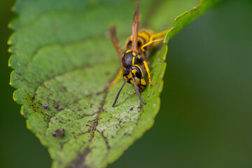 wasp sits on a leaf and nibbles honeydew from aphids