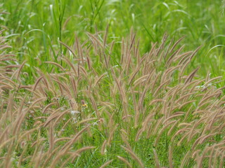 Fresh green leaves of field of African Fountain Grass or Purple Grass, brown flowers, Its scientific name is Pennisetum setaceum (Forssk.) Chiov. ‘Purpureum’. It is a ground cover herbaceous plant.
