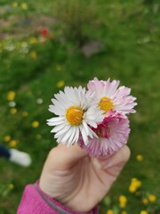 Hand holding common daisies in spring