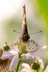 butterfly sits on a flower and nibbles necktar
