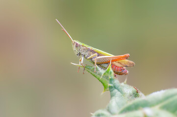 a grasshopper sits on a thistle