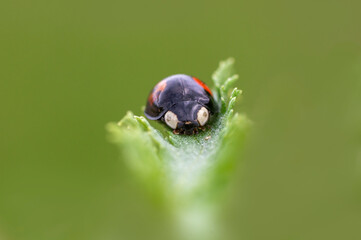 ladybug sits on a green leaf