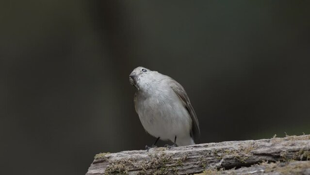 Taiga Flycatcher Bird watching in forest 