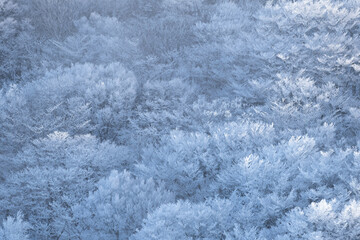凍りつく樹氷の森