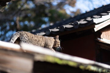 屋根の上を歩く猫