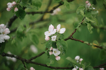 Spring banner, branches of blossoming cherry against background of blue sky on nature outdoors. Dreamy romantic image spring, landscape panorama, copy space.