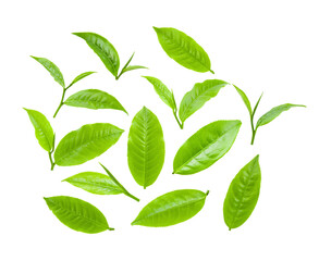 Green tea leaf isolated on transparent png