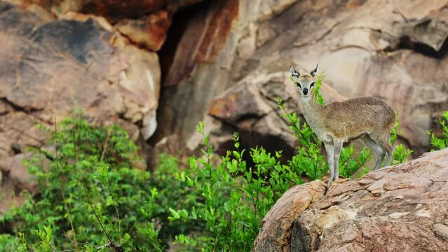 The Klipspringer on the rocks