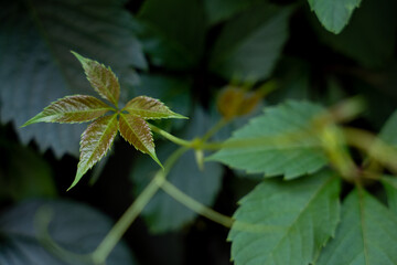 Young leaves of a wild grape on a dark green background
