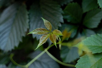 Young leaves of a wild grape on a dark green background
