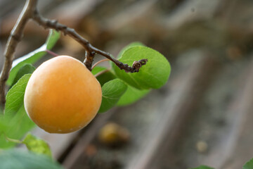 apricots on the tree