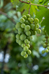 close up of a bunch of grapes shot with shallow depth of field