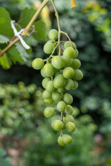 close up of a bunch of grapes shot with shallow depth of field