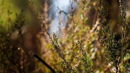 Macro de bruyères sauvages