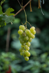 bunch of grapes on a dark green background