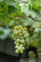 bunch of grapes on a green background