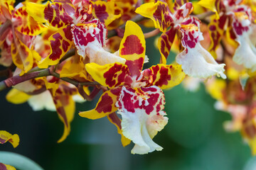 Colorful tiger orchid flowers.