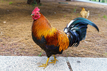 Rooster in the garden of the Pyramids of Güímar