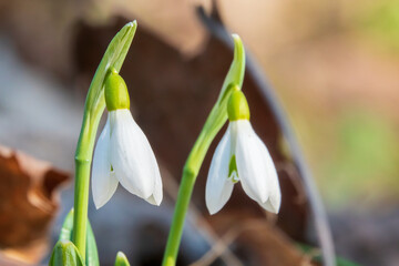 Pair of tiny snowdrops flowers